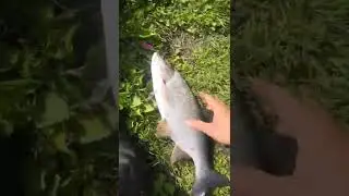 Жерех, речная машина