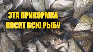 Супер прикормка для рыбалки! Эта прикормка должна быть у каждого рыбака! Рыбалка 2023 - 2024