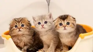 The result of potty training was too much, and the cute kitten settled down in the toilet.