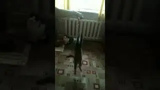 Кормёжка кошек мясом.