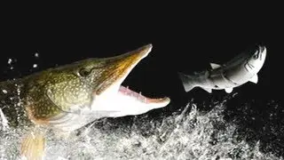 Top 10 Tuna Fish Attacks (IT ATE THE CAT)