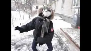 15 минут танцующей собаки