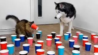 Who is Faster? Husky Dogs and Cats are Looking for a Hidden Treat in Paper Cups