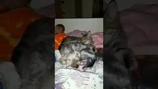 Лучшие друзья... Кошка и собака..