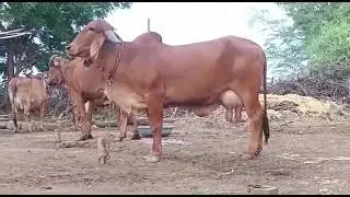 gir Cow seller patan kishangarh ajmer rajsthan 9928787671