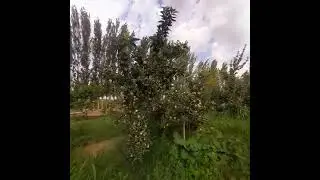 крепсон олма мурожат учун +998910408084