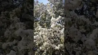 Снегопад в Самаре, 3 мая +2°C, несмотря на то, что в апреле было +28 °C
