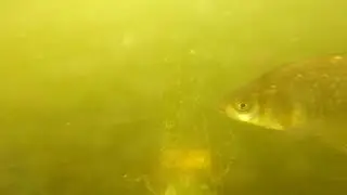 Рыбы Кожуховского затона в Москве. Южный берег у Проспекта Андропова. Fishwatching. Фишвотчинг.