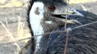 country birdies