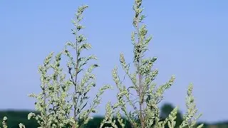 Mugwort