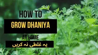 How to Grow Dhaniya/Coriander at Home