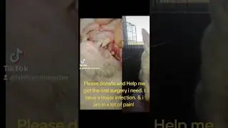 Vet/ Roe-burkes 2707569088 Cashapp #Chickenmomma83 PayPal Tabitha Whitworth Fb Pay Or  Gofundme