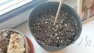 проращивание суккулентов и посадка отростков.