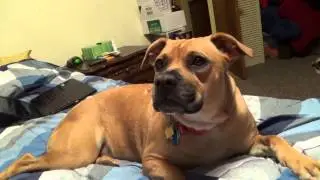 Reagan is a Sleepy Dog
