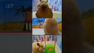 Cute Hamster In Squid Game Maze