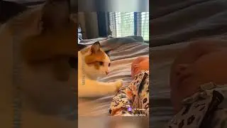 котики vs дети #котики