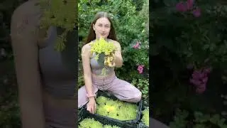 Пустот нет   есть очиток Лидийский