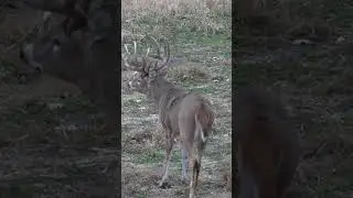 Huge Iowa Buck Snort Wheezing, Episode Coming Soon 
