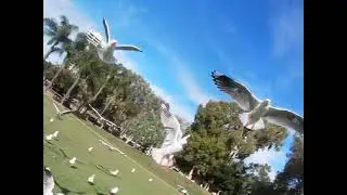 Birds of pray  (MEME)