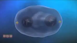 Hücre Döngüsü