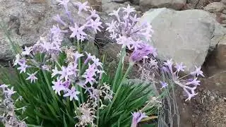 Чили/новые цветы/розы