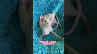 Seguitemi anche su ig andrea_pappa❤️ #cats #sphynx #sphynxcat #elfsphynx #hairlesscat #cat #elf