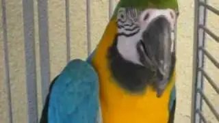 Macaw pet store in chinatown