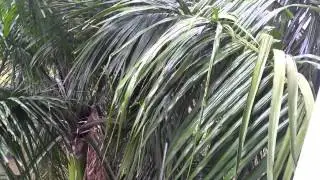 Дождь в Бангкоке. Rain in Bangkok.