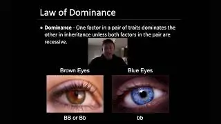 Mendelian Genetics