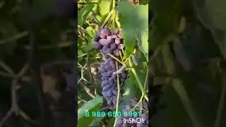Супер урожайные сорта винограда
