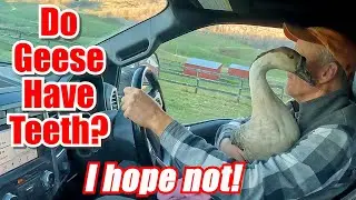 Do Geese Bite - Goose Rescue