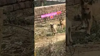 Pilu aaa..aaa pilu aaa.aaa 😤😡❤️ #vlog #dog #dogs #shortvideo #viral #ytshorts #reels