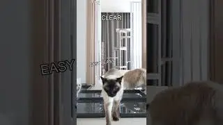 This cat's not afraid of getting his paws wet! #kittisaurus #challenge #water #general