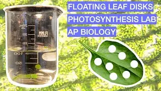 PHOTOSYNTHESIS LAB: Floating Leaf Disks: AP Biology