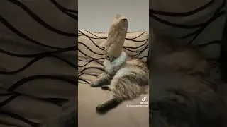 КОТО-КЕКС