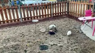 Morning bunnies