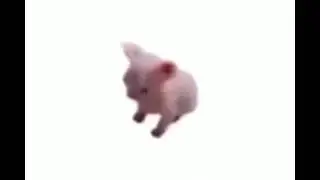котик танцует туда сюда 