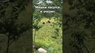 Напал на семейку медведей #кактак #медведь #камчатка #травоядный
