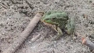 🐸 ЛЯГУШКА 🐸 Лягушка высовывает язык в обычном и замедленном режиме 🐸 Моя вечерняя подружка 🐸