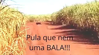porcada pula que nem uma bala!! caçada.