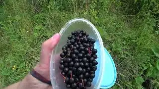 За ягодами в заброшенные сады.  24 июля 2023
