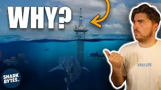This Oil Platform Attracts HUNDREDS of Whale Sharks
