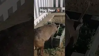 Hog Deer 🦌 must watch #shortsvideo #funny #trending #shortsfeed #love