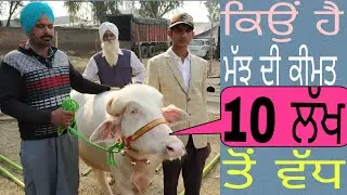 Angrej Singh de sfaid majj da charche  ਅੰਗਰੇਜ਼ ਸਿੰਘ ਦੀ ਚਿੱਟੀ ਮੱਝ ਦੇ ਚਰਚੇ Farming brain