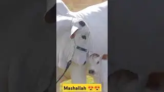 eid ul Adha2024 😍😍#eidulfitrexpecteddate2023 #eiduladha2024date #eiduladha