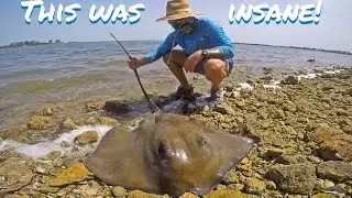 HUGE Stingray Gives Birth | RARE FOOTAGE