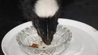 A skunk on my porch