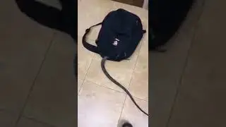 Змея в рюкзаке!!!