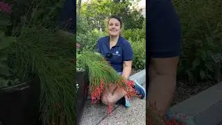 Horticulturis highlights the firecracker plant. 🎆🎇 #PlantHighlight #PublicGardens