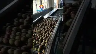 passion fruit sorting machine
